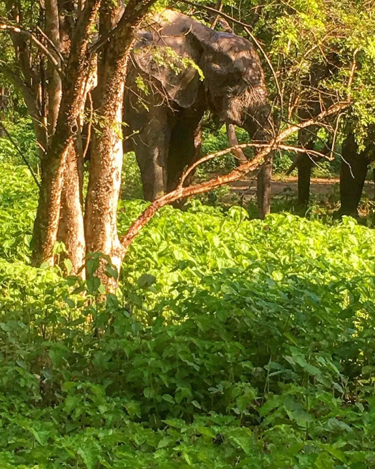 An elephant half-hidden among sunlit trees and green brush at Mole National Park