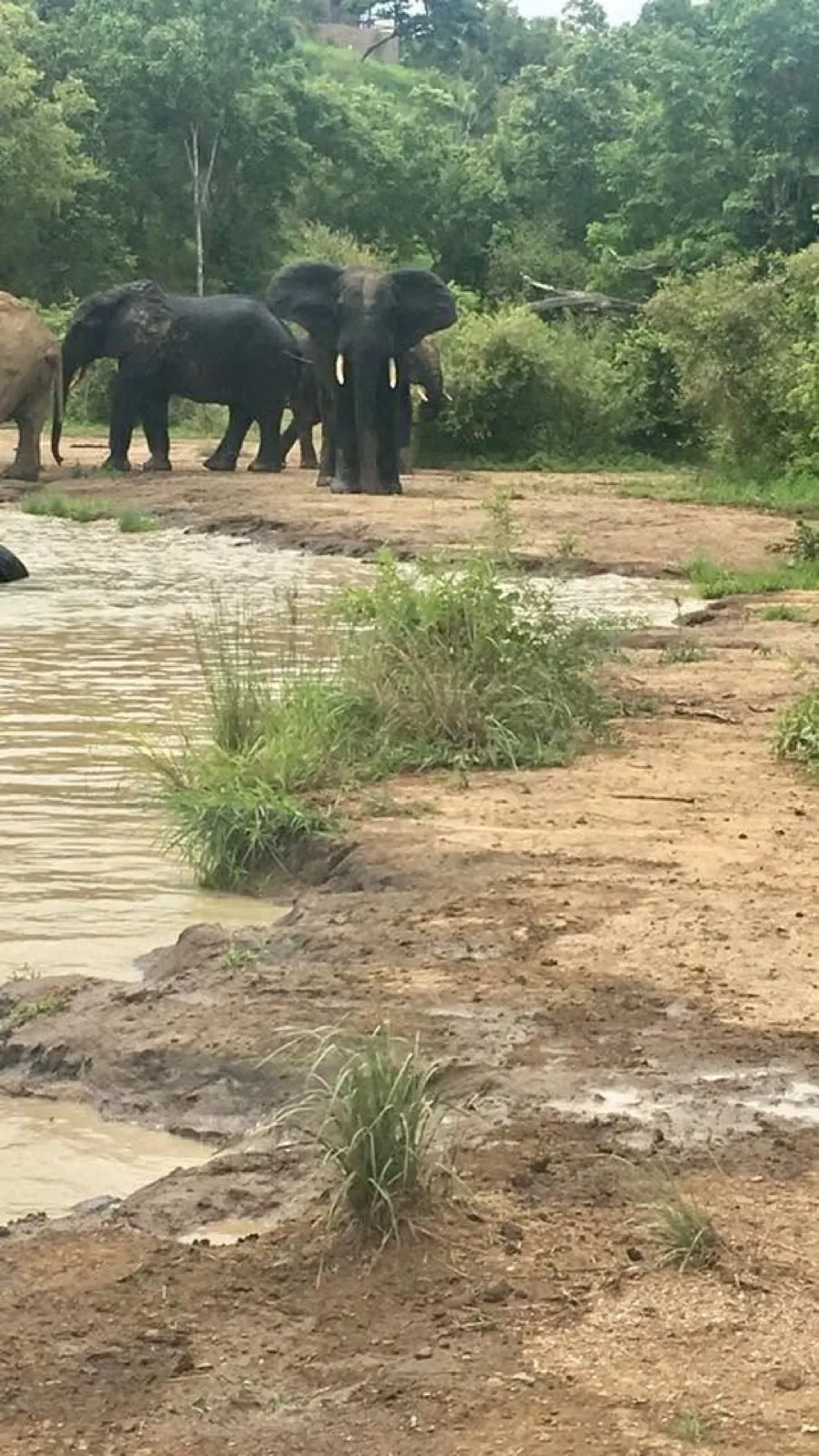 A herd of elephants standing at the edge of a muddy watering hole at Mole National Park